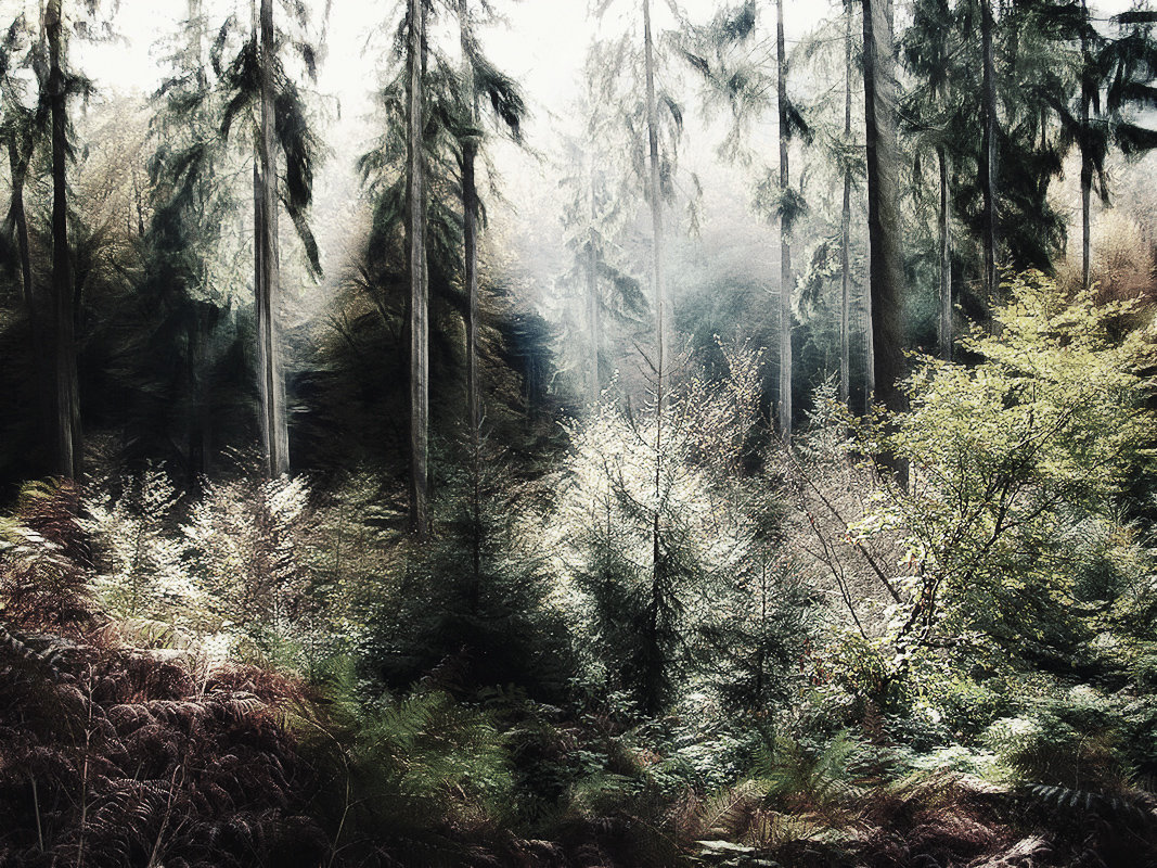 В тёмно-синем лесу, Где трепещут осины - Лара Leila