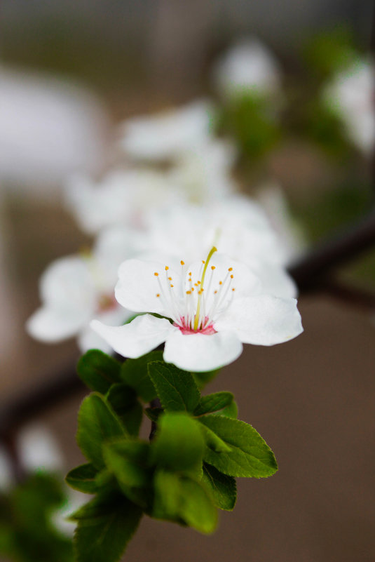 Цвет вишни - Виктория 