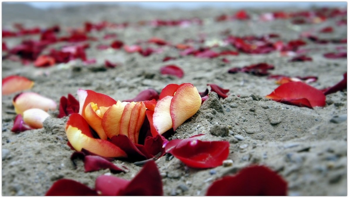 Лепестки роз на песке