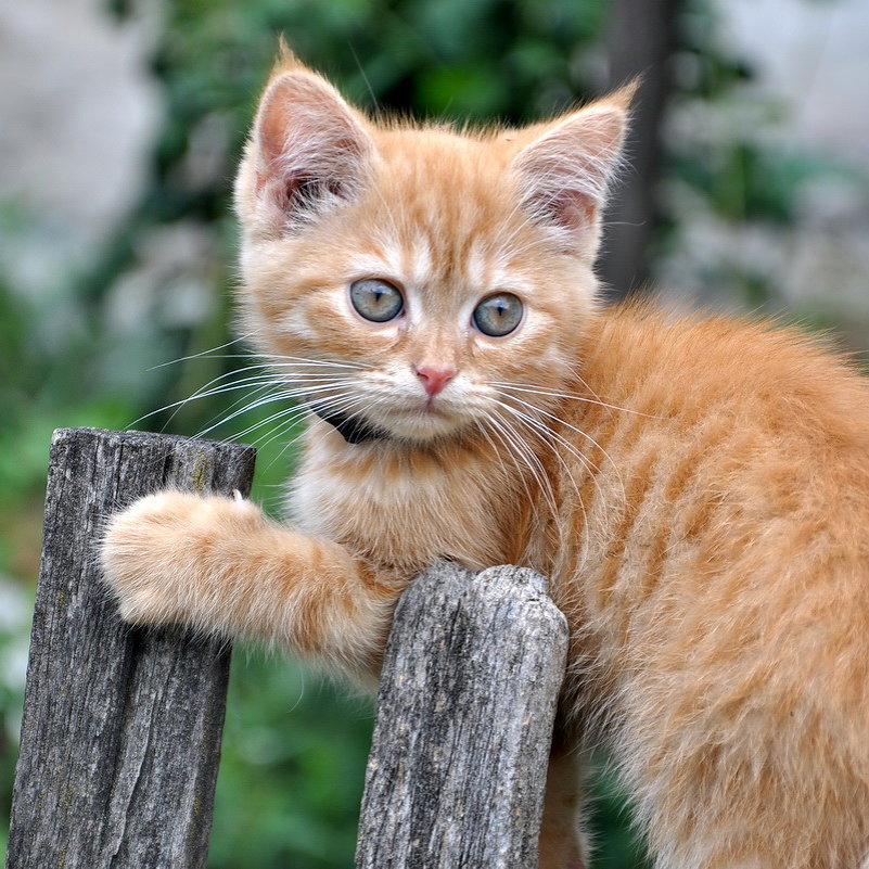 ...котёнок на заборе... - Ольга Нарышкова