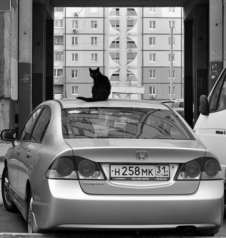 ...кот на крыше... - Ольга Нарышкова