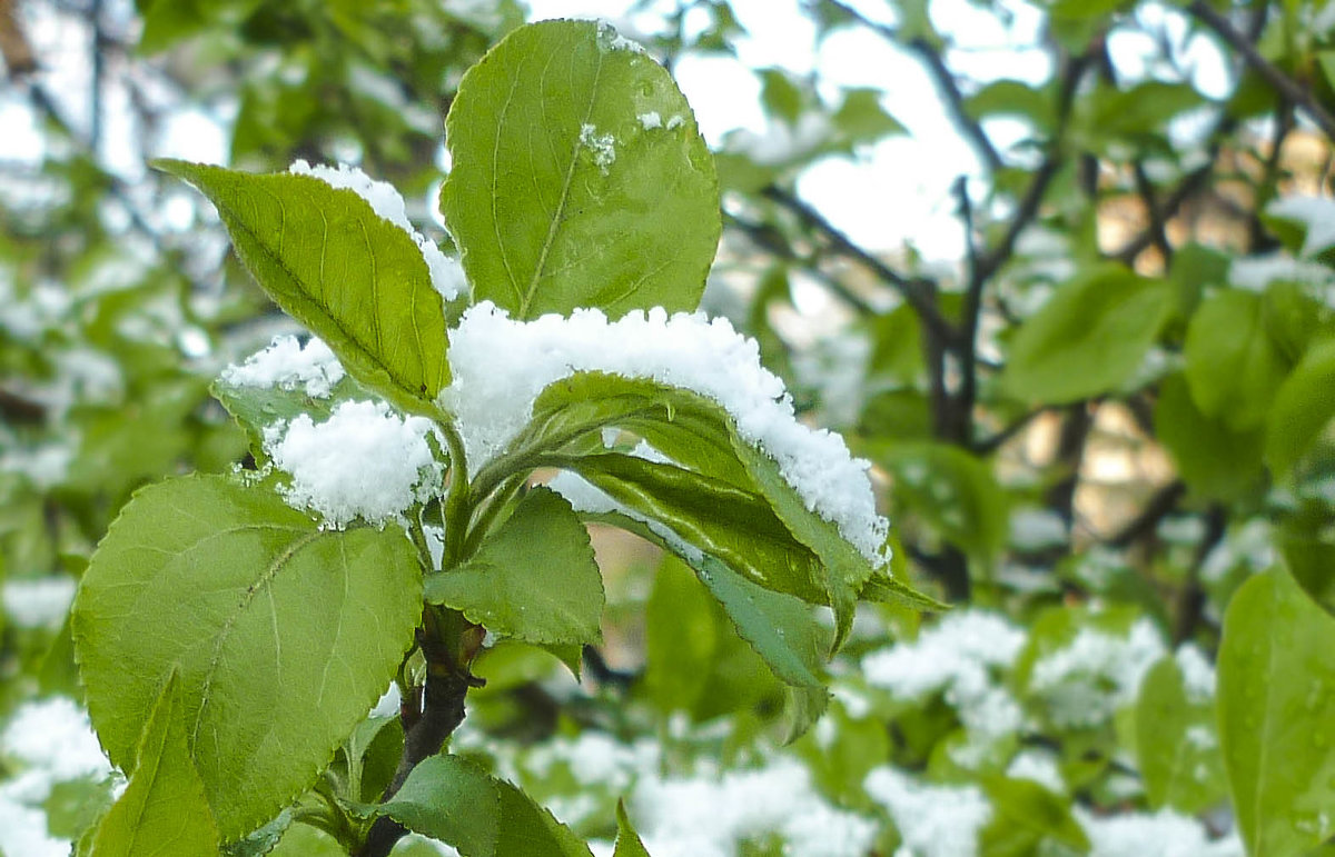 Весенний снег - юрий Амосов