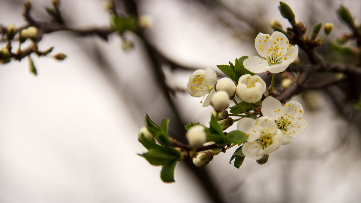 blooming spring - Катя Лысак