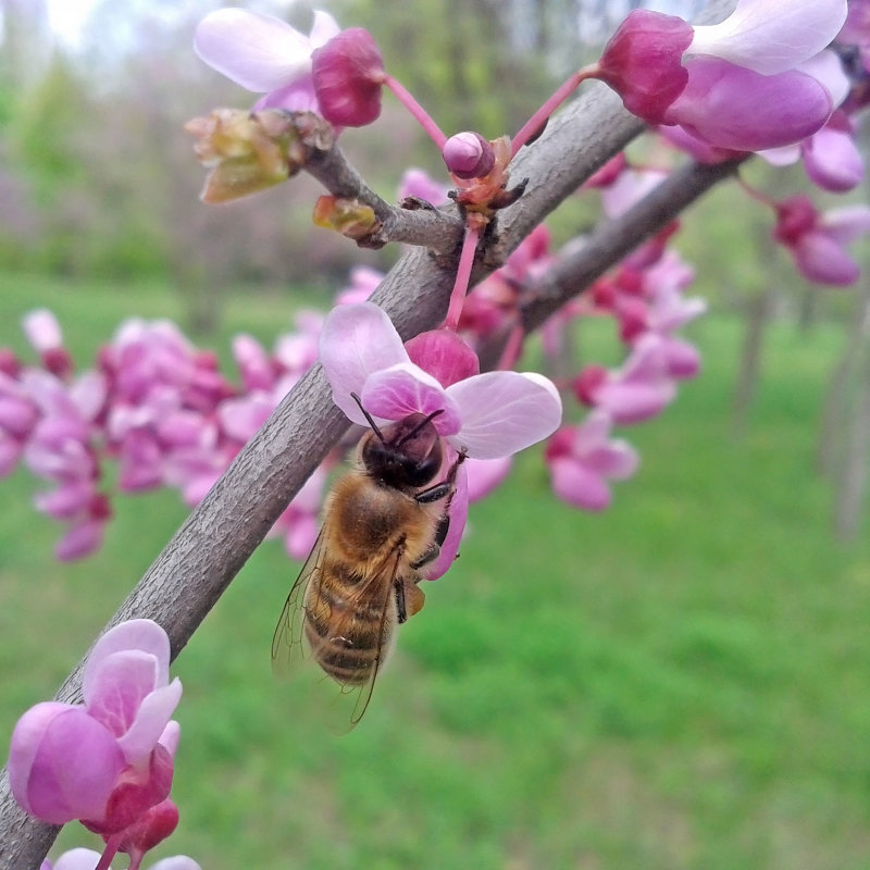Пчелка на розовом - Эдуард Цветков