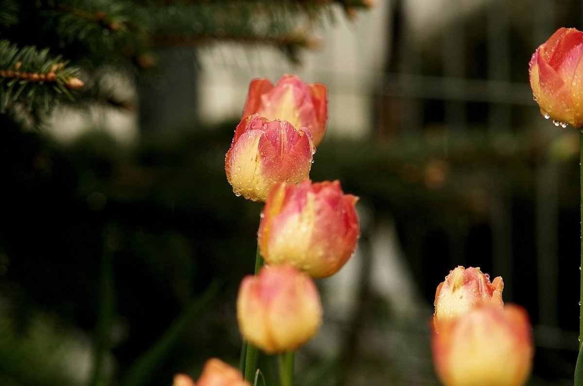 плачущие тюльпаны - olgert6969 