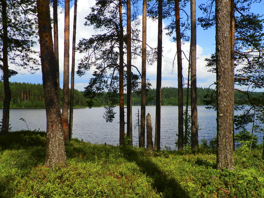 сосны  у лесного озера - Сергей 