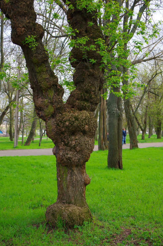 Дерево - Виктория Мацук
