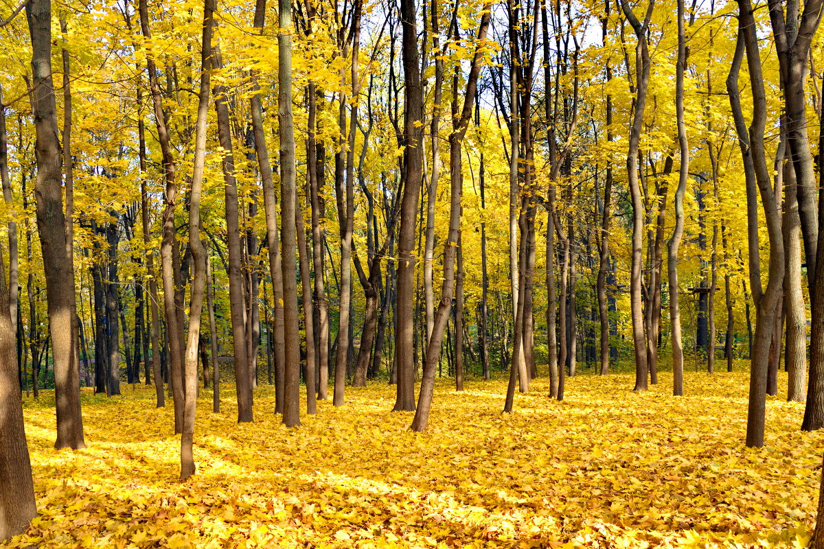 На ковре из жёлтых листьев ... - Алексей Дмитриев