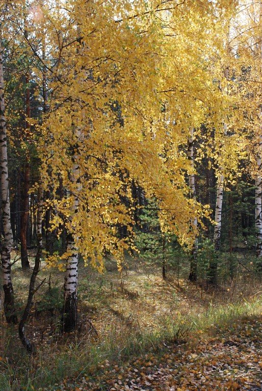 Осень... - Николай Варламов
