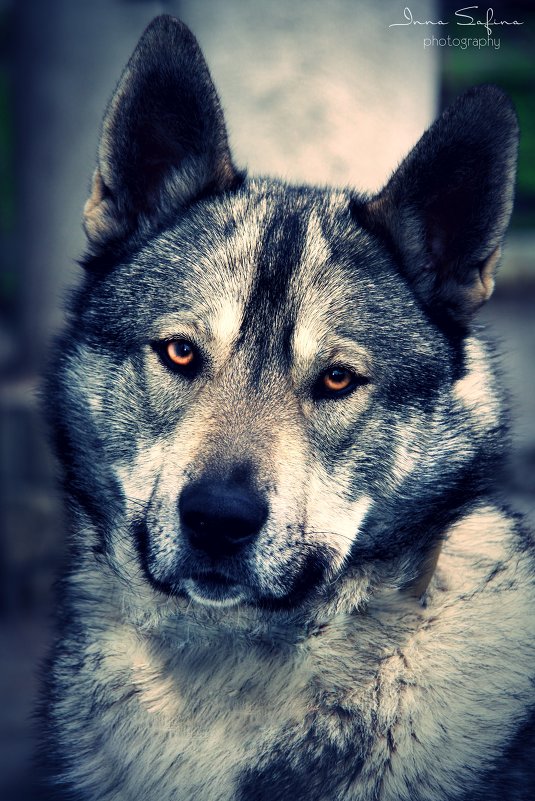 мой любимый "волк" Грэй ) - Inna Safina 