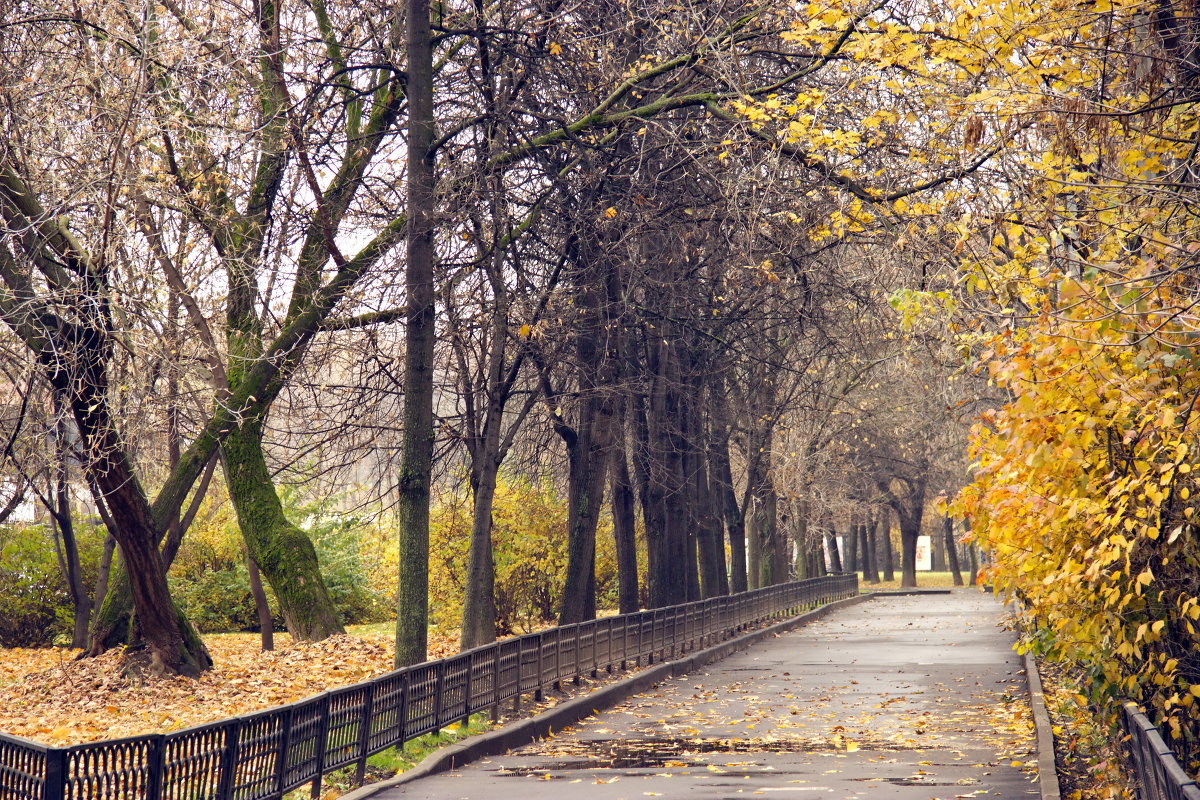 Осень в парке - Алексей Дмитриев