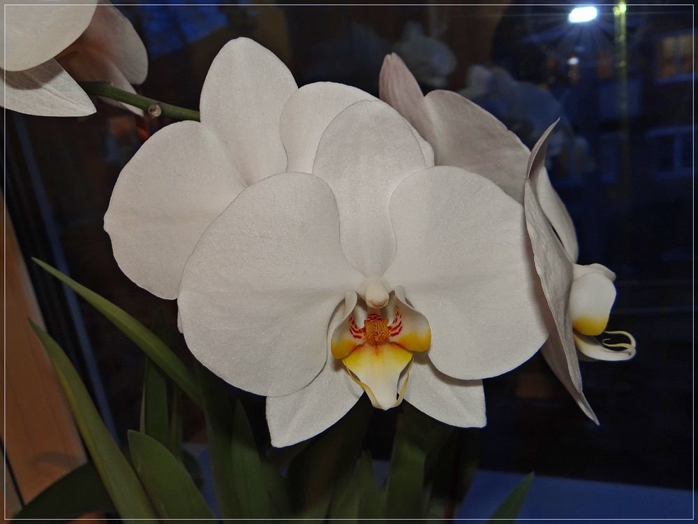 Ночная орхидея - Андрей Дворников