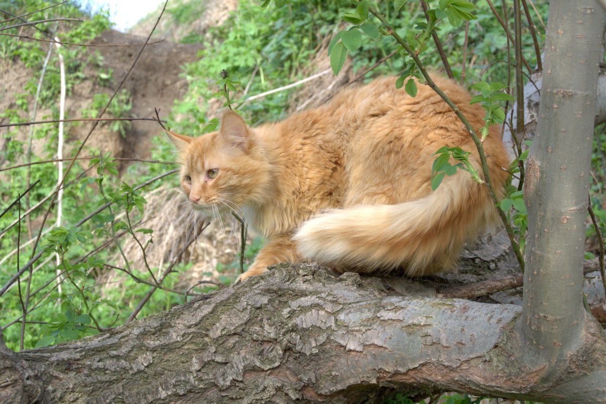 Котэ - Алексей Немошкалов