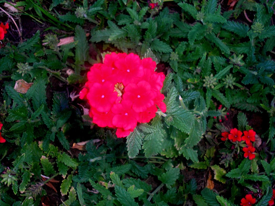 цветы1 - oxana 
