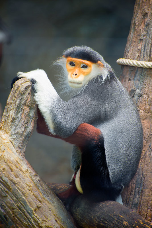 Khao Kheow Zoo - AnnJie Barc