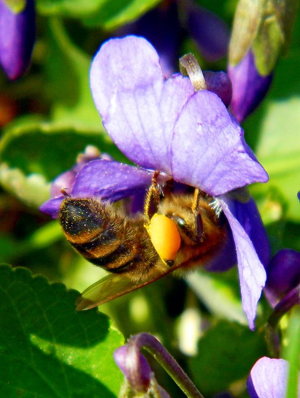Пчелка в цветке фиалки - Александр Бурилов