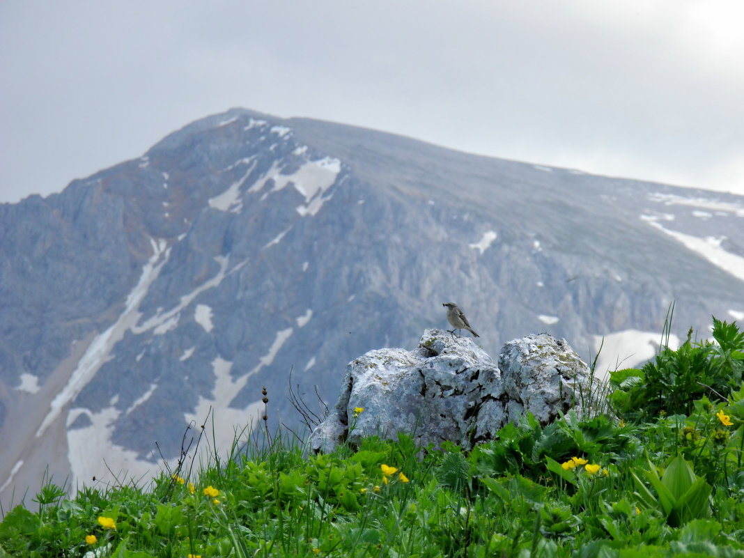 На альпийских лугах - Нина Сигаева