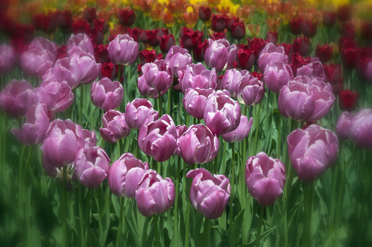 тюльпаны - Litana *