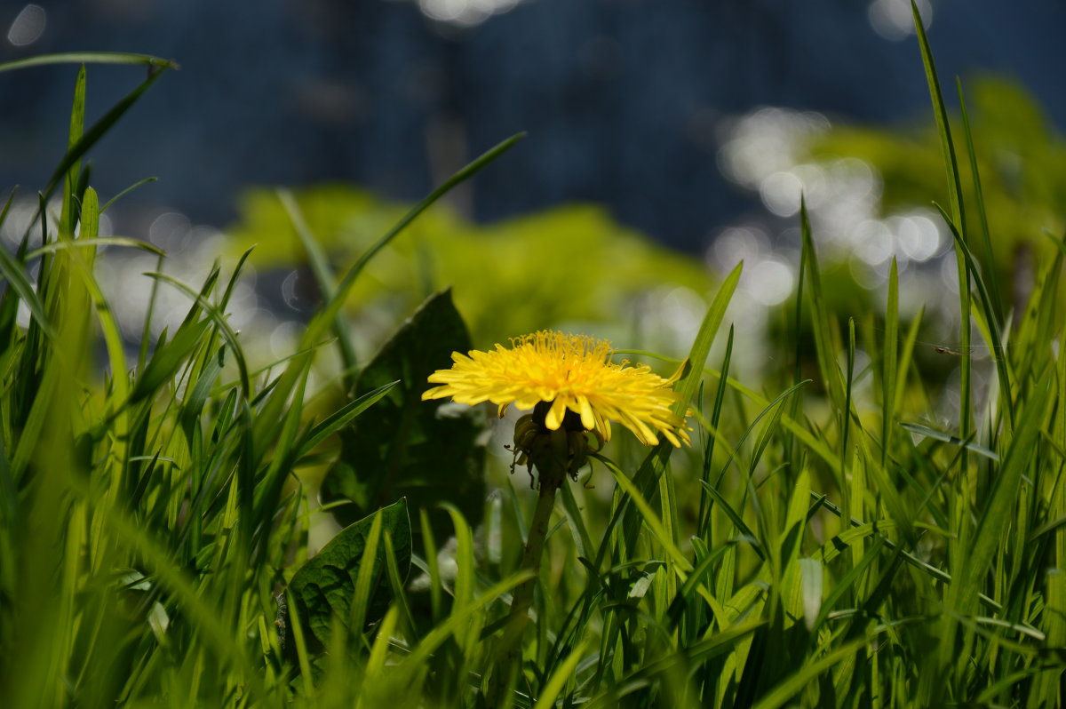 Солнечный цветок - Инна Савинская
