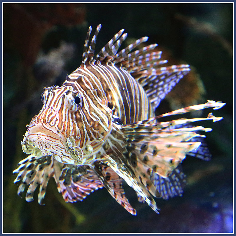 Коралловая рыбка-зебра - Евгений Печенин