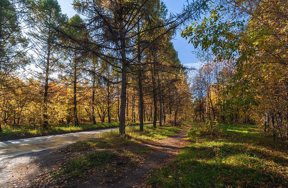 Осень в Академгородке - Vadim Piottukh 