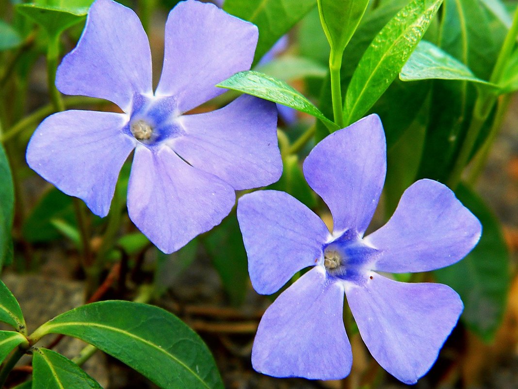 Светло-синие цветы - Александр Бурилов
