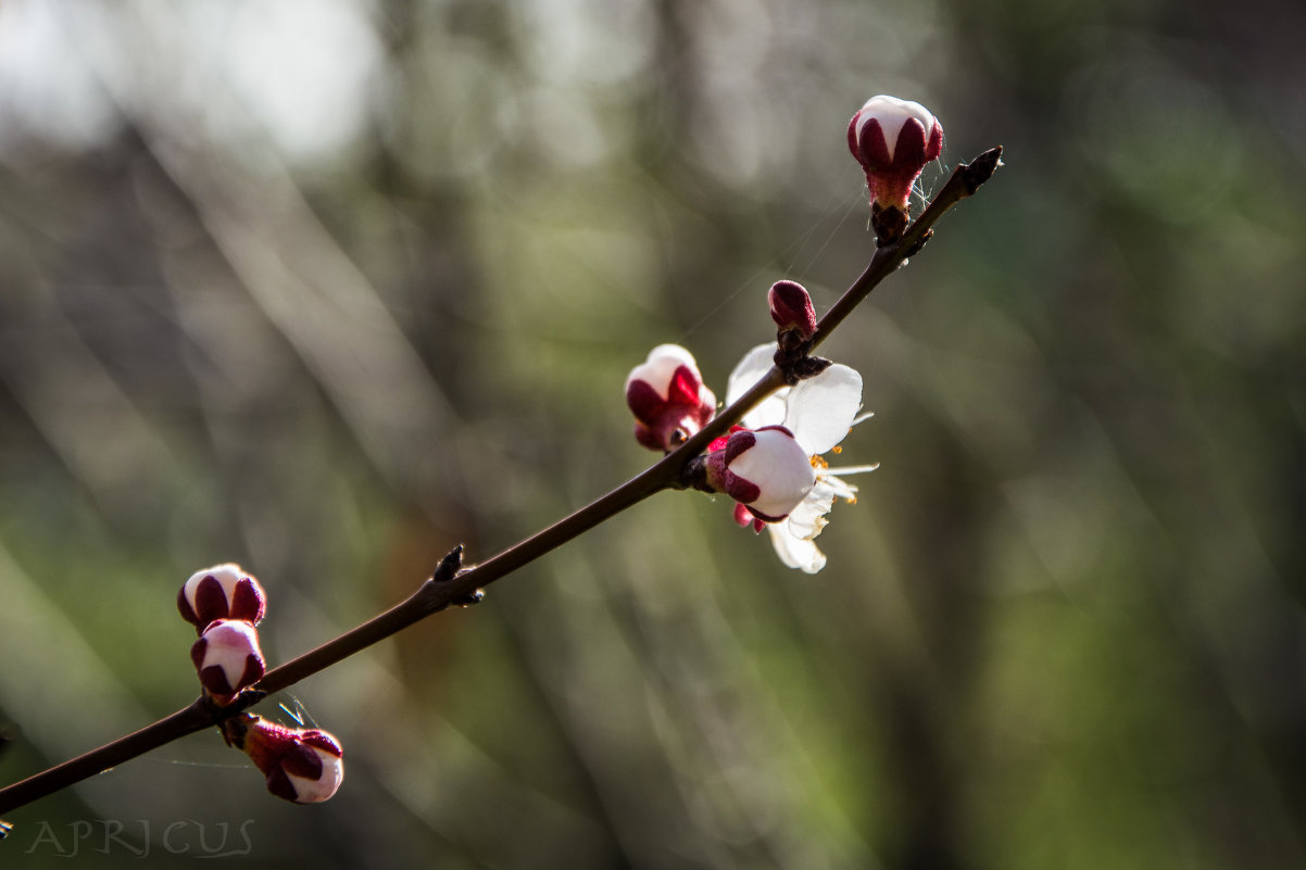 весна - Apricus Bossert