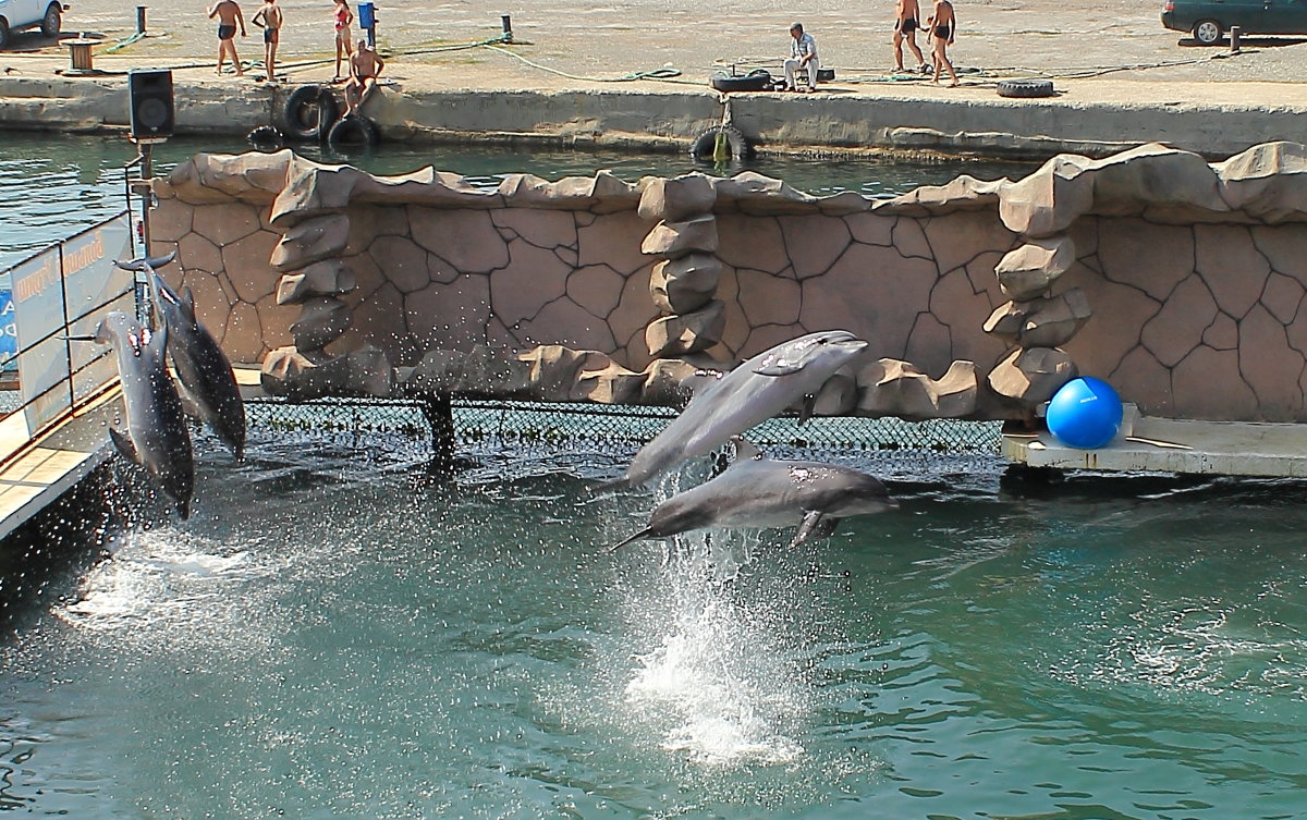 Дельфины-афалины! - Татьяна 