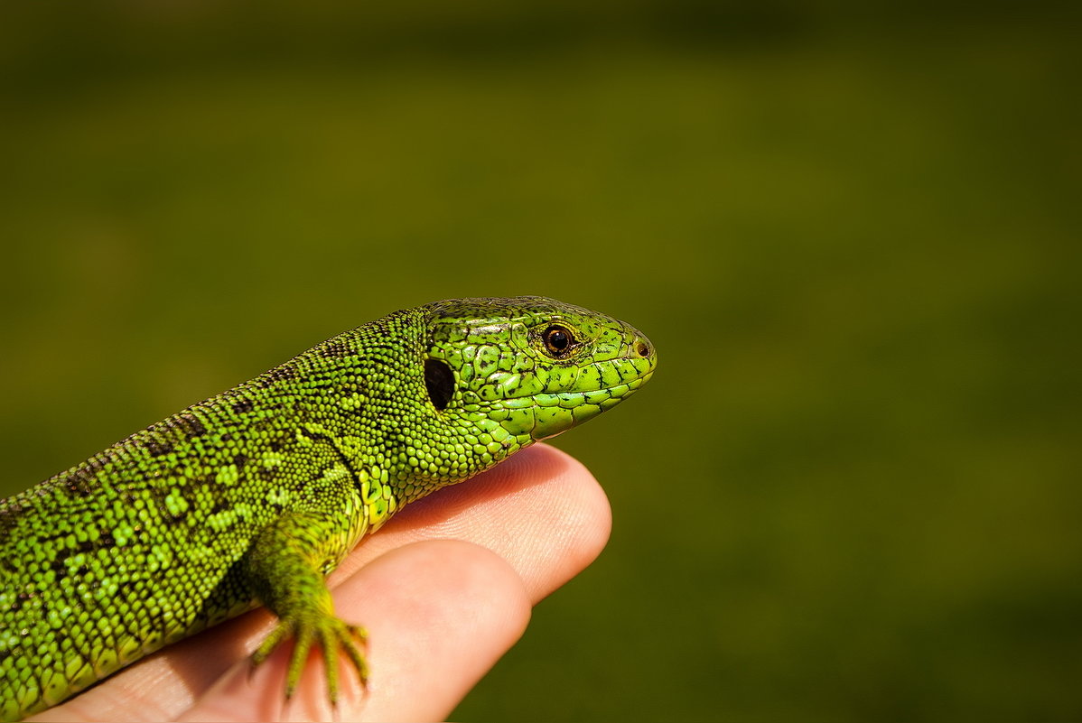 Ящерица прыткая (лат. Lacerta Agilis) коричневая