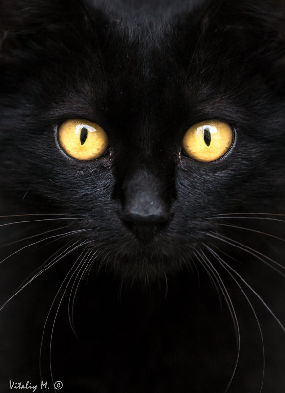 black cat - Vitaliy Mytnik