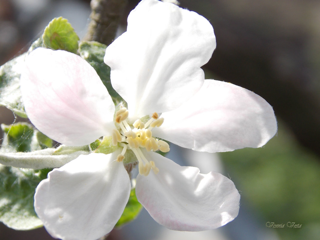 Цветок яблони - Виктория Стукалина