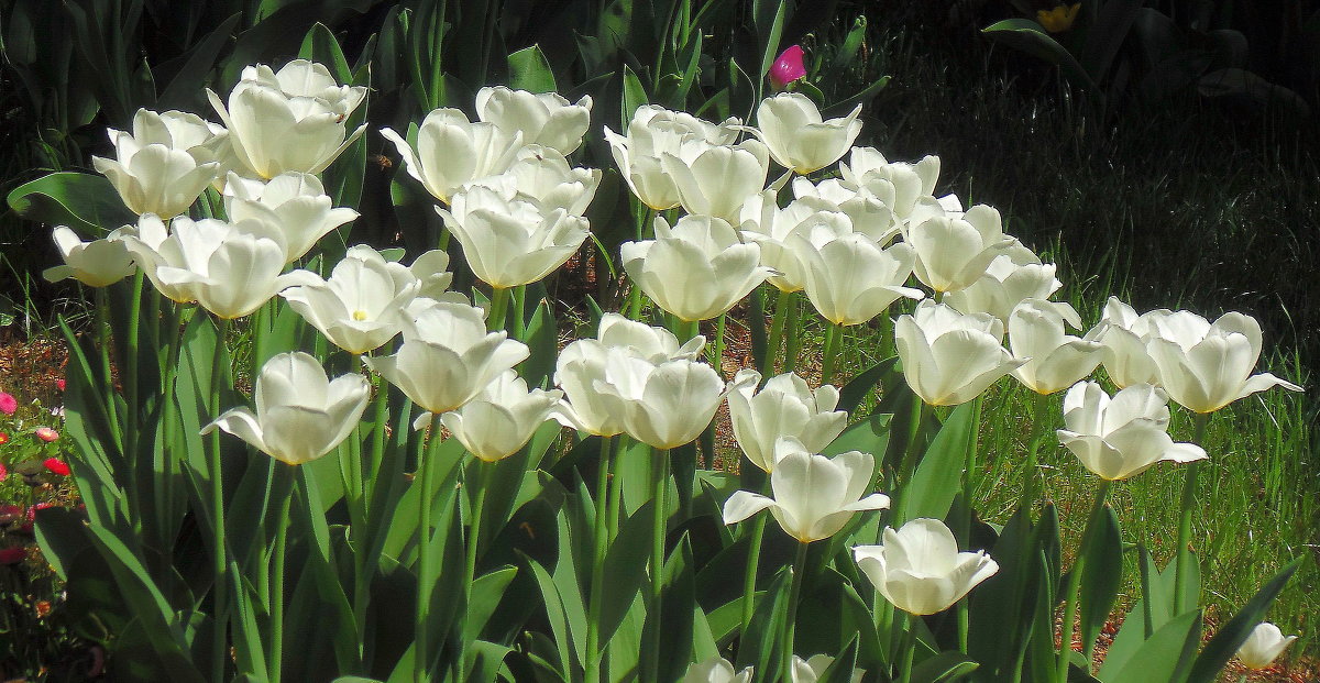 Белые тюльпаны - Ростислав 
