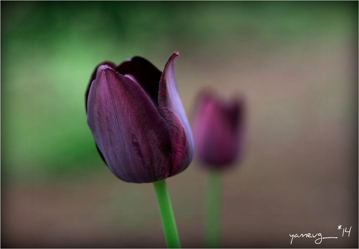 tulip15 - yameug _
