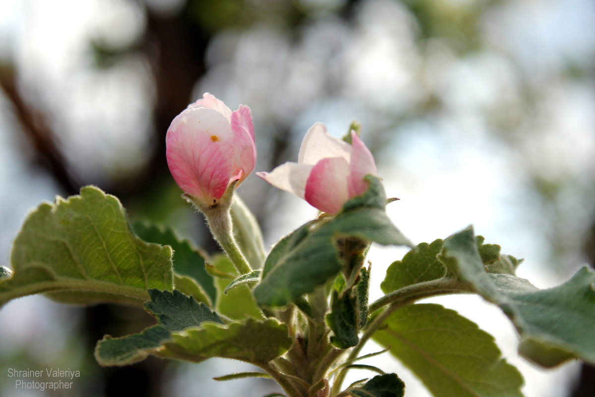 цвет яблони - Валерия 