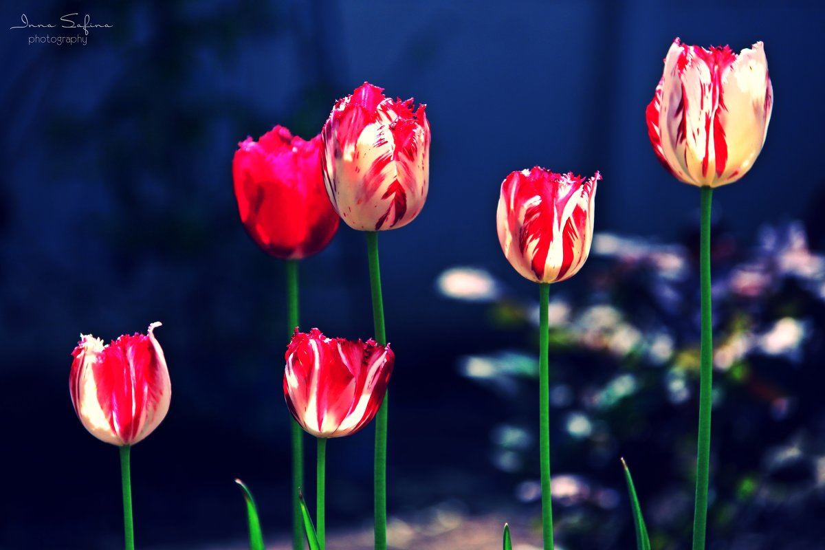 tulips ) - Inna Safina 