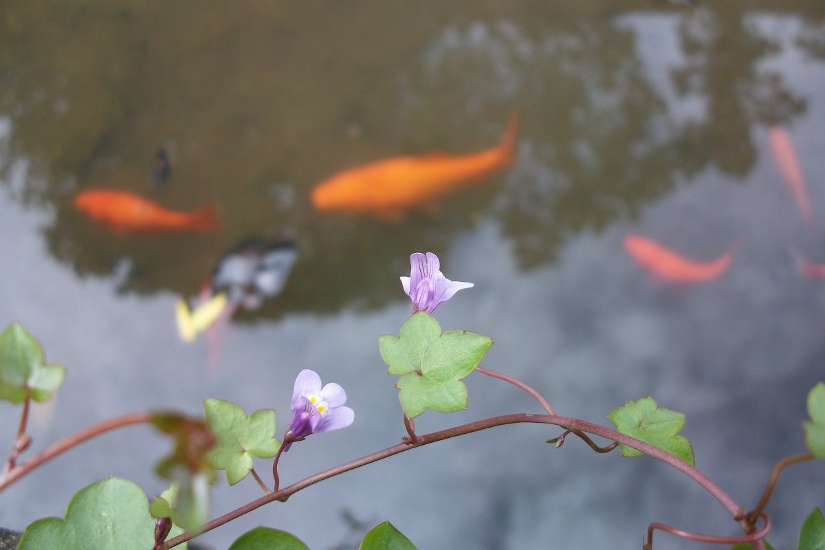 Золотые рыбки в волшебном озере - Natasha Chevtchenko