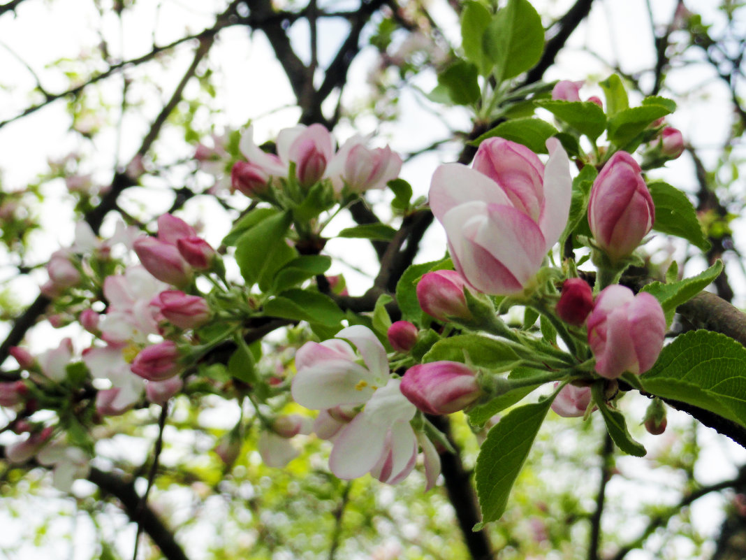 яблони в цвету - Ольга Рывина