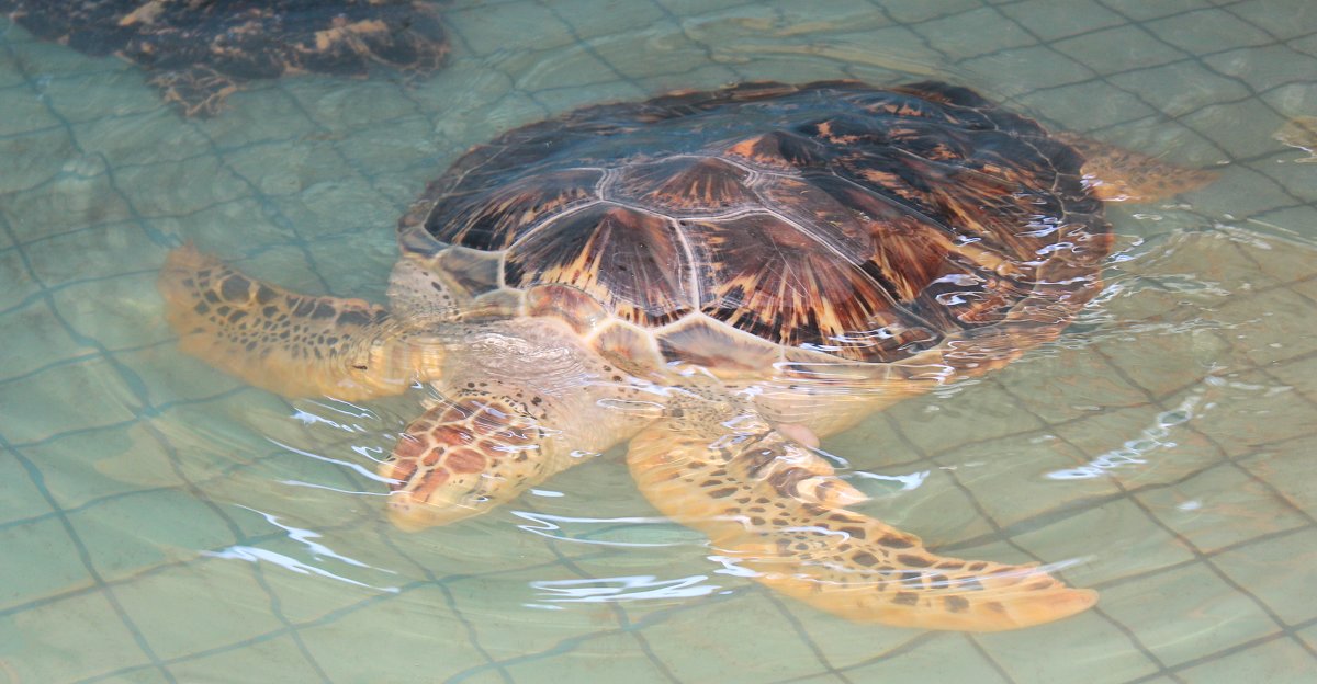 Морские черепахи военно-морской базы США - "EVA" Ольга Борисова