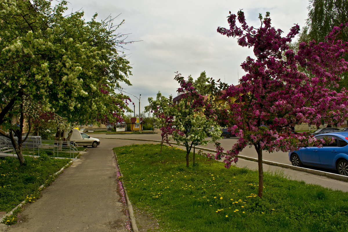 Улица в цвету - Weles 