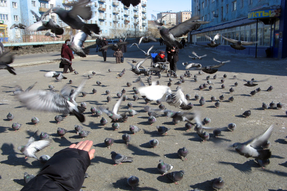 Летите голуби, летите... - Сергей Карцев