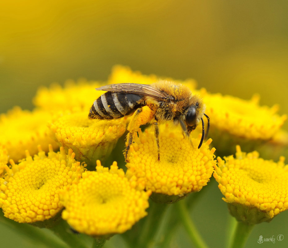 Золотая пчела - Алла Кулиняк