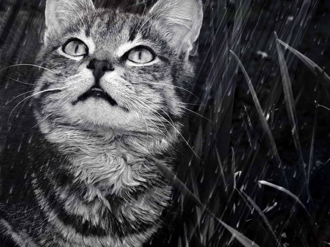 Кот под дождём - Кристина 
