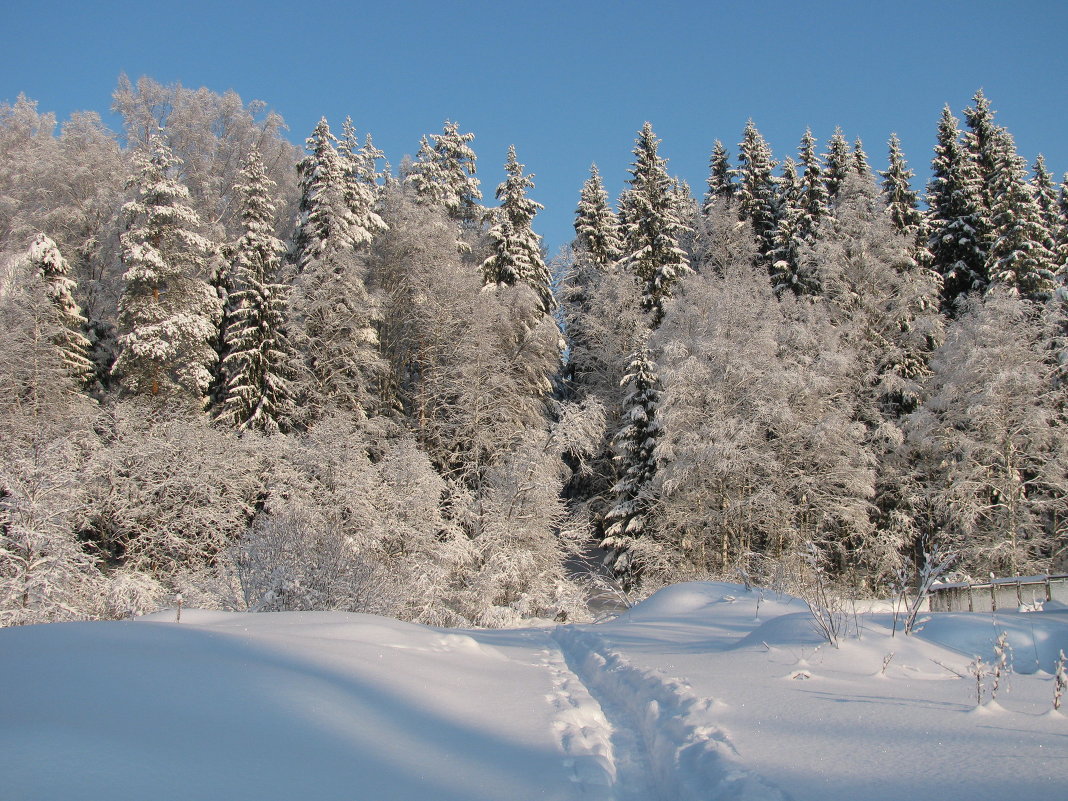 Зимний лес - Александр 