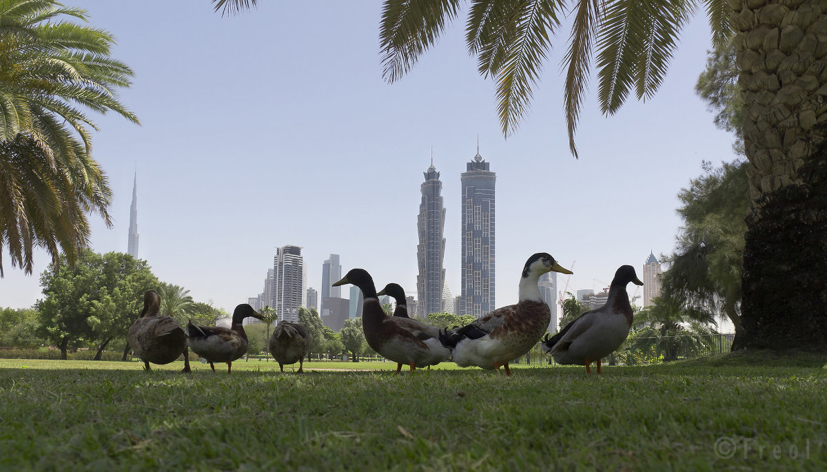 Safa Park, Dubai, United Arab Emirates - Freol Freol