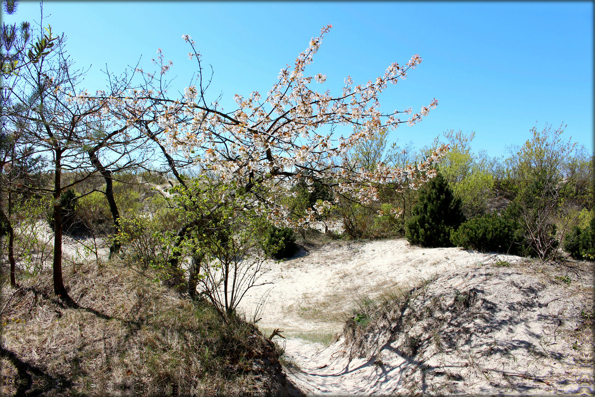 Dunes - Janis Jansons