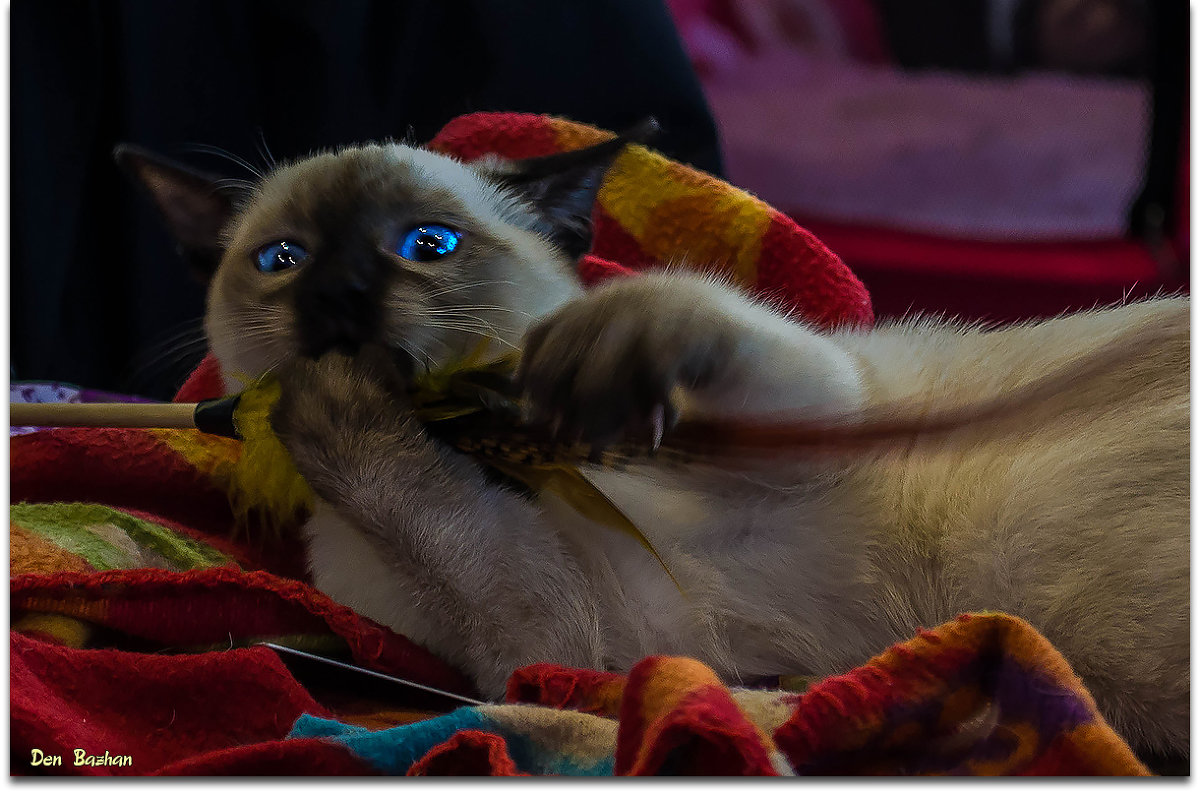 Сиамский котик - Денис Бажан
