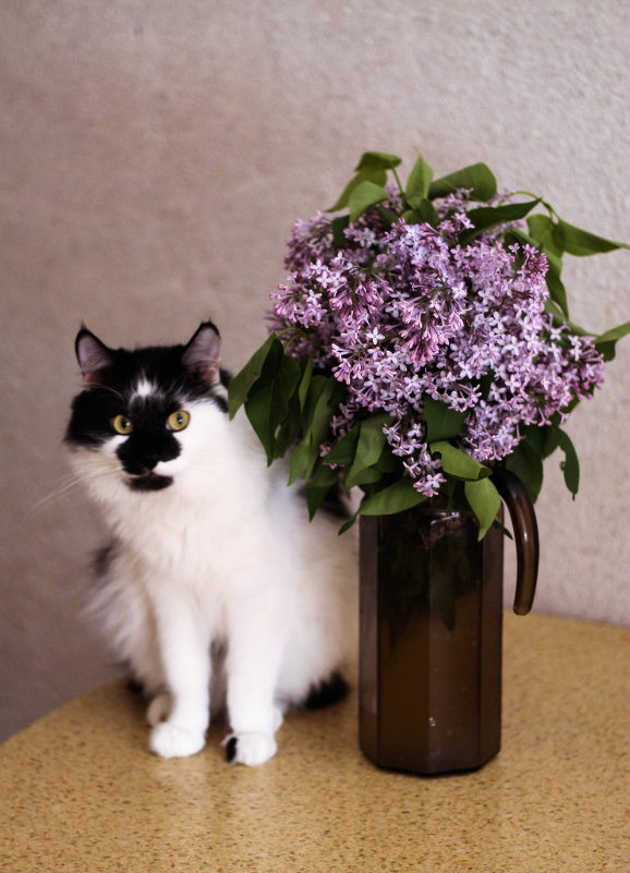 кот и цветы - Лена Исаева