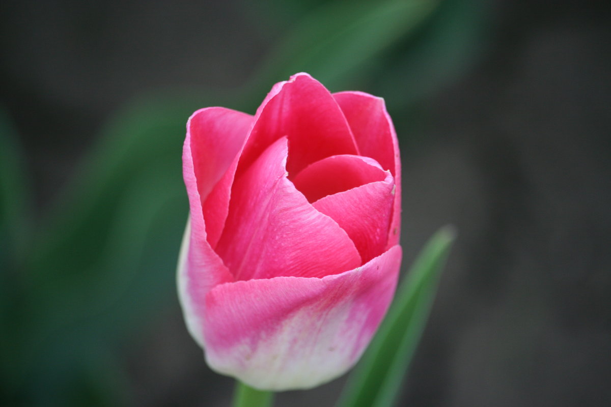 Розовый тюльпан - Андрей Кузнецов