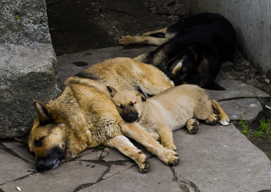 Собачьи сны - Oleg Khot