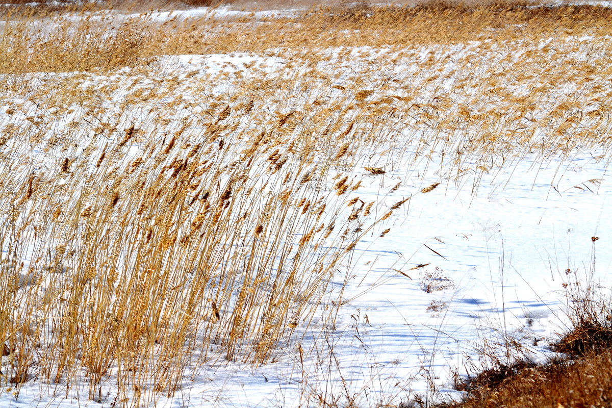 Зимой на озере - николай матюшенков